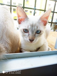 Desi - Domestic Short Hair Cat