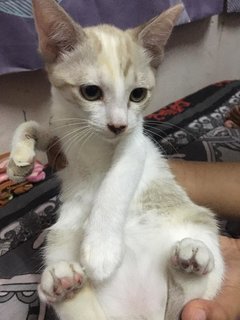 Mei - Domestic Short Hair Cat