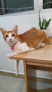 Henna - Domestic Short Hair Cat