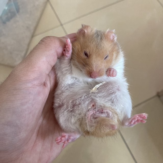 Golden Hamster  - Syrian / Golden Hamster Hamster