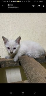 Siamese  Mixed - Siamese Cat