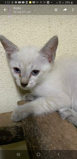 Siamese  Mixed - Siamese Cat