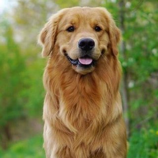 Lisa - Golden Retriever Dog