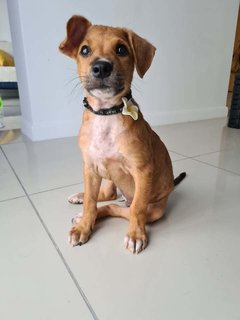 Nabie (Butterfly Girl) - Mixed Breed Dog