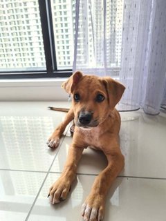 Nabie (Butterfly Girl) - Mixed Breed Dog