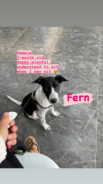 Fern (Vaccinated) - Mixed Breed Dog