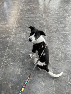 Fern (Vaccinated) - Mixed Breed Dog