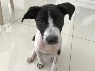 Fern (Vaccinated) - Mixed Breed Dog