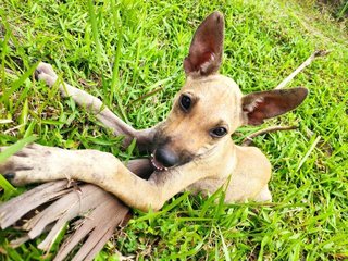 The Puppy (Telomian Breed) - Terrier Dog