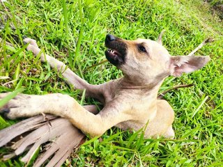 The Puppy (Telomian Breed) - Terrier Dog