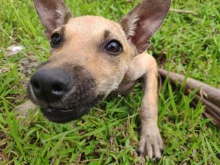 The Puppy (Telomian Breed) - Terrier Dog