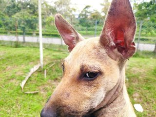 The Puppy (Telomian Breed) - Terrier Dog