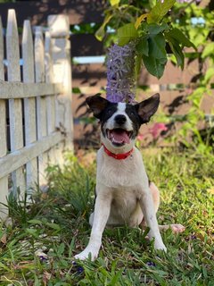 Panda Girl - Mixed Breed Dog