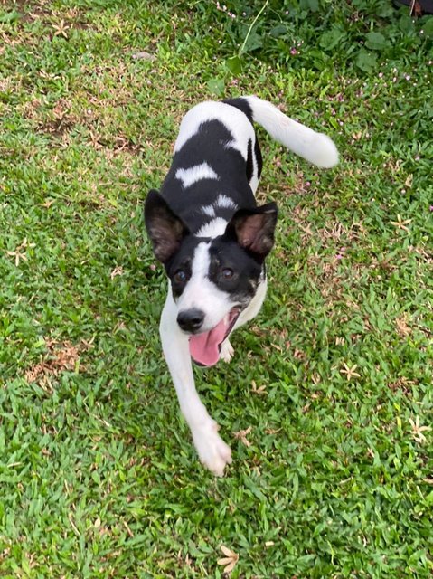 Panda Girl - Mixed Breed Dog