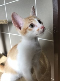 Rah (Sunshine) - Domestic Short Hair Cat