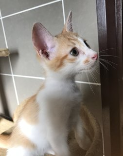 Rah (Sunshine) - Domestic Short Hair Cat