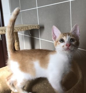 Rah (Sunshine) - Domestic Short Hair Cat