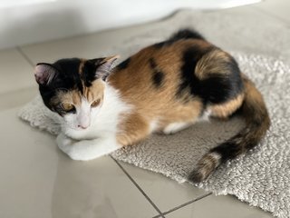 PF108588 - Calico + Tortoiseshell Cat