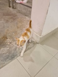 Stray Kitten - Domestic Short Hair Cat