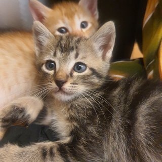 Kittens - Domestic Short Hair Cat