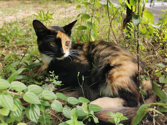 Half Face Gal - Domestic Long Hair Cat