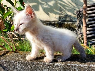 Mayo - Domestic Medium Hair Cat