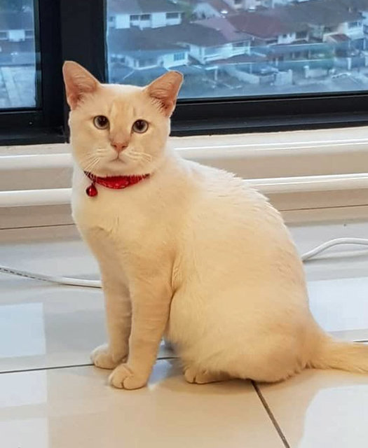 Charming Casper: The Handsome Purrpot  - Domestic Short Hair Cat