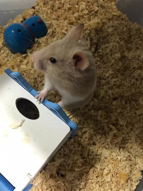 Phatrick - Syrian / Golden Hamster Hamster