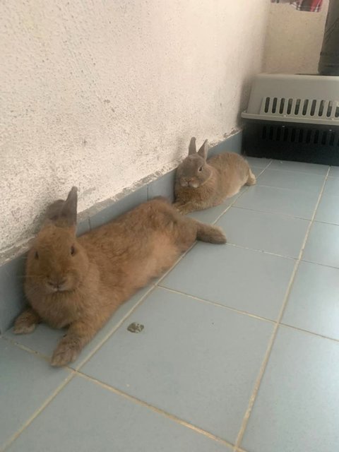 Johnny &amp; Jenny - Dwarf Eared Rabbit