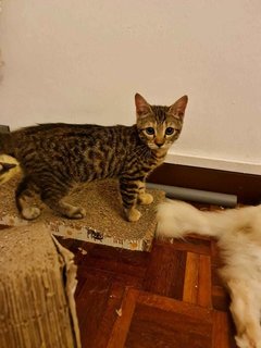 Tiger  - British Shorthair Cat