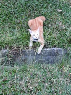 Roxy - Domestic Short Hair Cat