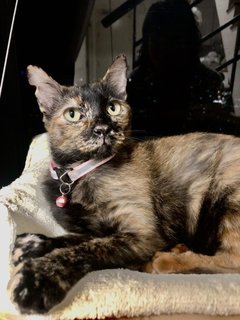 Asteria - Domestic Short Hair Cat