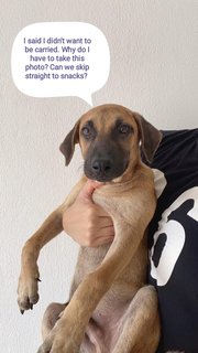 Three Brown Pups - Mixed Breed Dog