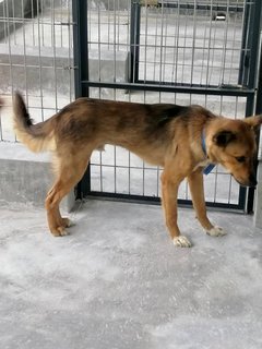 Boots Boy - Mixed Breed Dog