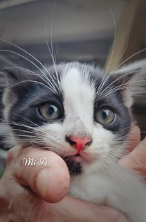 Mi-mi And Her Sons Mi-a,mi-b &amp; Mi-c - Domestic Long Hair + Tuxedo Cat