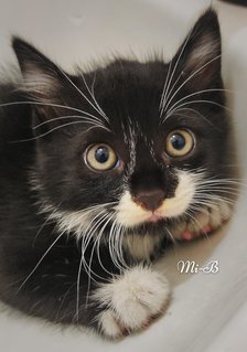 Mi-mi And Her Sons Mi-a,mi-b &amp; Mi-c - Domestic Long Hair + Tuxedo Cat