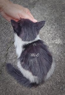 Mi-mi And Her Sons Mi-a,mi-b &amp; Mi-c - Domestic Long Hair + Tuxedo Cat