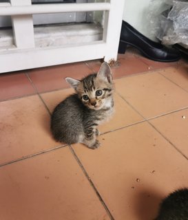 Tokyo, Kundasang And Mauri - Domestic Short Hair + Tabby Cat