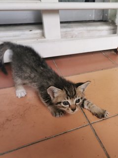 Tokyo, Kundasang And Mauri - Domestic Short Hair + Tabby Cat