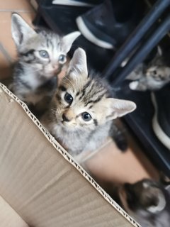 Tokyo, Kundasang And Mauri - Domestic Short Hair + Tabby Cat