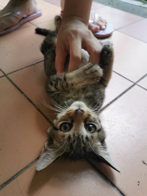 Tokyo, Kundasang And Mauri - Domestic Short Hair + Tabby Cat