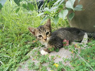 Tokyo, Kundasang And Mauri - Domestic Short Hair + Tabby Cat