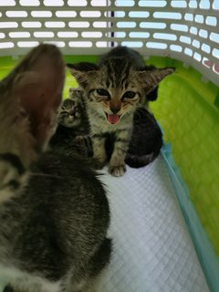 Tokyo, Kundasang And Mauri - Domestic Short Hair + Tabby Cat