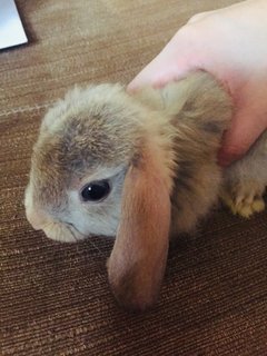 Cocoa,ruby,charcoal - Holland Lop + New Zealand Rabbit