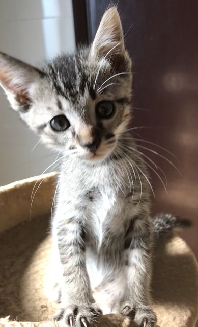 Calypso - Tabby + Domestic Short Hair Cat