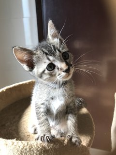 Calypso - Tabby + Domestic Short Hair Cat