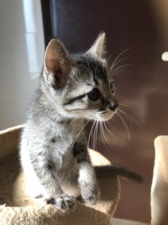 Calypso - Tabby + Domestic Short Hair Cat