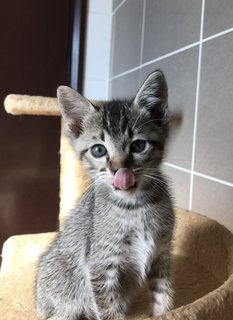 Calypso - Tabby + Domestic Short Hair Cat