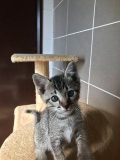 Calypso - Tabby + Domestic Short Hair Cat