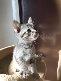 Calypso - Tabby + Domestic Short Hair Cat